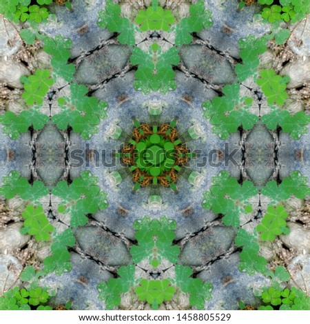 pictures of plant leaves that are combined with a kaleidoscope effect that is similar to a spiral ornament