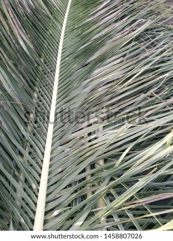 background of coconut leaves, soft focus image