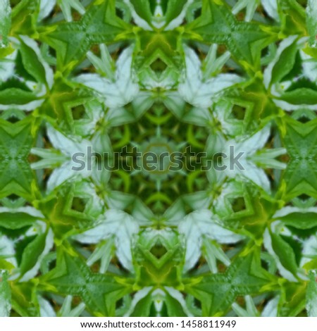 pictures of plant leaves that are combined with a kaleidoscope effect that is similar to a spiral ornament