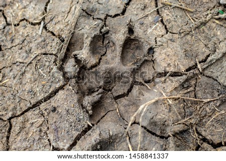 Animal footprints on the ground