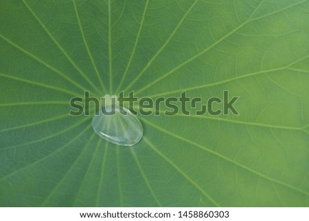 Water drops on the lotus leaf