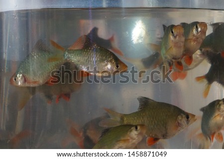 Freshwater fish isolated on the aquarium