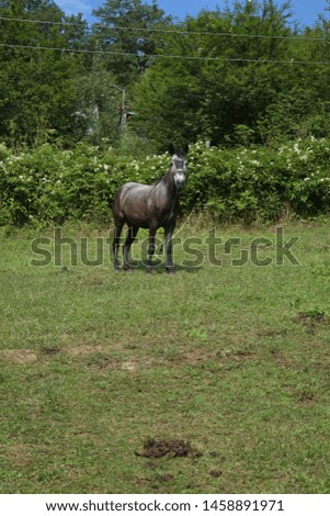 Domestic horse in grass field in the mountains