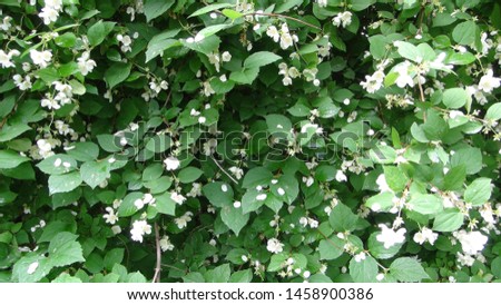 plant with small and white buds of flowers on the branches