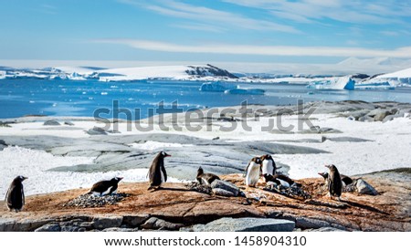 Group of  Penguins ,  Antarctic landscape background, sunny day, wide format