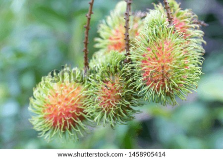 Fresh rambutan on the tree in Natural background
