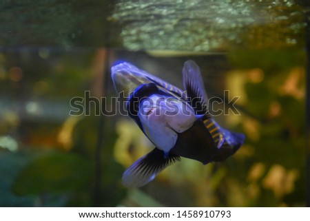 Beautiful marine angelfish fish on wallpaper background