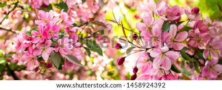 Branches of apple blossoming crab pink flowers. Apple blossom panorama wallpaper background banner. Spring flowering garden fruit tree Royalty-Free Stock Photo #1458924392