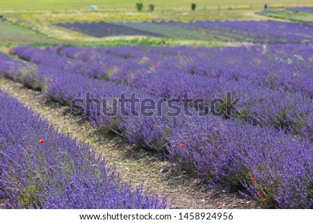 Lavender field during the summertime in the south of England.