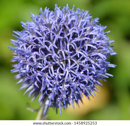 Globe Thistle(Echinops ritro) is a striking perennial that requires full sun and is very drought-tolerant.