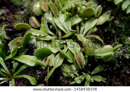 Carnivorous Venus Fly Traps Dionaea muscipula and Sundews Drosera capensis Plants secrete digestive enzymes s until the insect is liquified and its soluble contents digested.