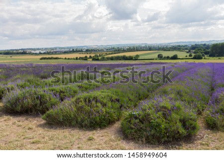 Lavender field during the summertime in the south of England.