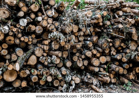 in the forest on the ground are one-on-one wooden logs and each log is numbered with its own number
