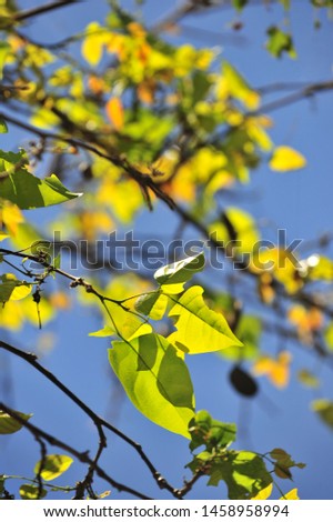 Autumn colorful leaves,shallow dept of field.idea use as background