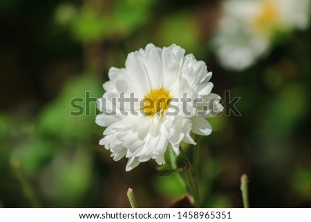 White flower fields, Dendranthema morifolium, cultivated in the highlands of Thailand For sale as fresh and dried flowers