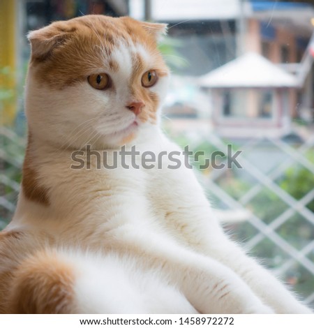 Beautiful brown and white stripped scottish fold cat on a natural background.
