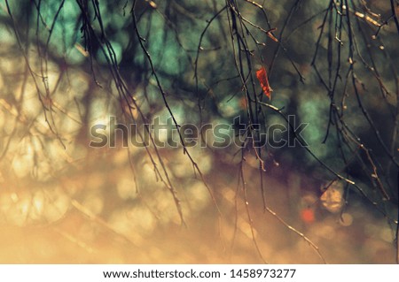 Colorful background of autumn branches with a leaf background close up. Multicolored leaves autumn background. High quality resolution picture.space for text