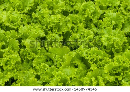 Natural background close up natural view of green leaf and fresh organic vegetable salad in garden at morning. Natural green plant landscape using as a background or wallpaper.