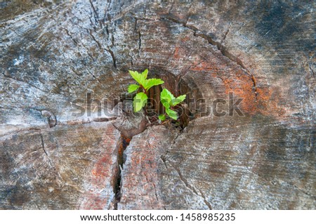 three young shoots of a tree on an old stump