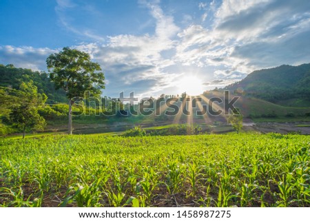 Beautiful Colorful Sunset Over Mountains and Corn Farm. Landscape Nature Background. Picture for Agriculture Concept.