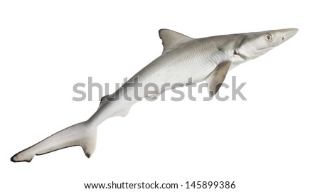 The spiny dogfish, spurdog, mud shark, or piked dogfish   isolated on white background Royalty-Free Stock Photo #145899386