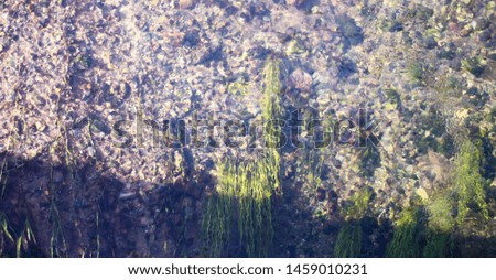 Grass that grows under water
