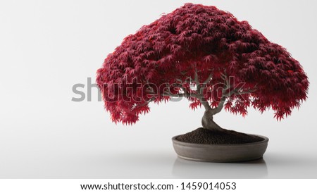 Red bonsai, isolated on a white background Royalty-Free Stock Photo #1459014053