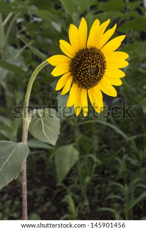 Wild Sunflower 2
