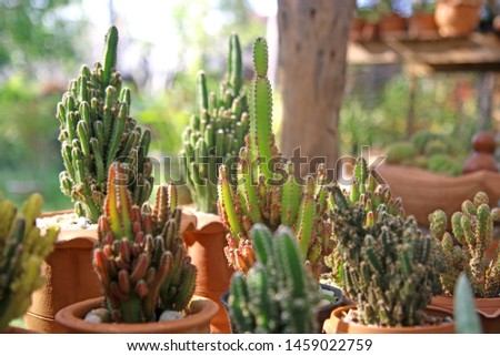 soft light tone with cactus in pot for decorate garden. vintage style picture. Image has shallow depth of field.