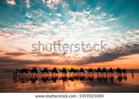 Cable beach camel train at sunset in Broome, western australia. Low tide showing the reflections of the camels and the sunset in the wet sand.  Royalty-Free Stock Photo #1459025084