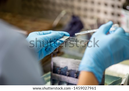 staining slide Pap smear for cytology,laboratory. Royalty-Free Stock Photo #1459027961