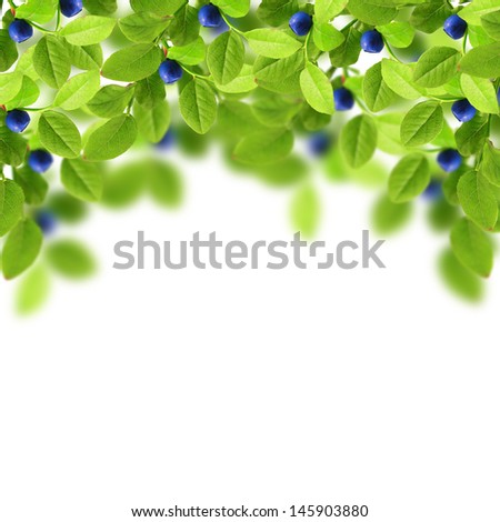 Blurred leaves and blueberry Royalty-Free Stock Photo #145903880