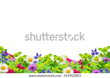 Field of wildflowers Royalty-Free Stock Photo #145903892