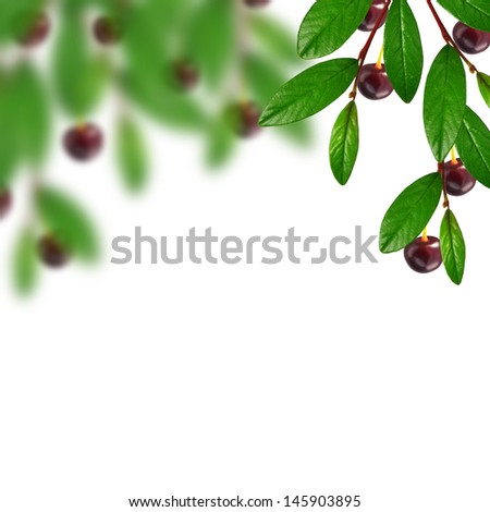 Cherry and leaves