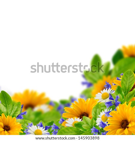 Wildflowers on the white background Royalty-Free Stock Photo #145903898