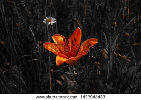 The orange flower in the dark field