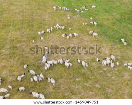 aerial view of a herd of blackhead persian sheeps - black headed sheeps with lambs on a green field