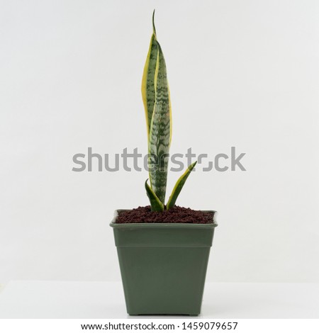 Interior decoration. Sansevieriya planted in green pots isolated on a white background