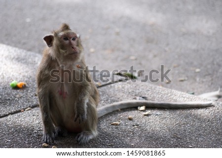 Close up portrait monkey in the monkey park. Lopburi, THailand.