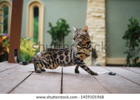 Beautiful bengal cat hunting for prey