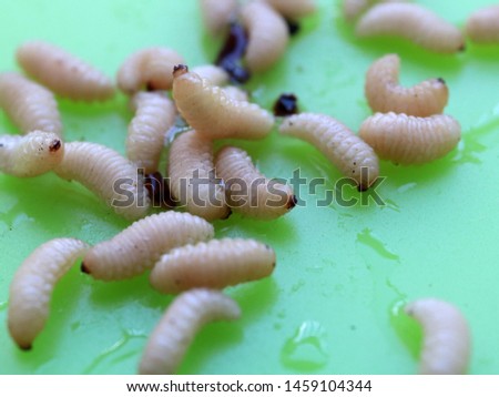 the larvae of the fruit beetle are on a plastic plate
