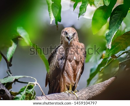 Indian Eagle,the Kite sitting on the tree branch in the defth of field picture. India. 2019.