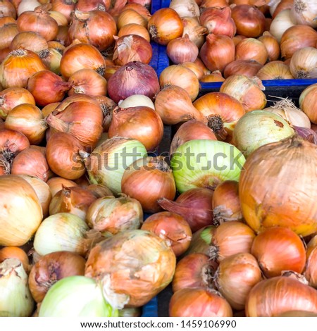 Bow background. Fresh golden onions. Ripe onions Onions at the market