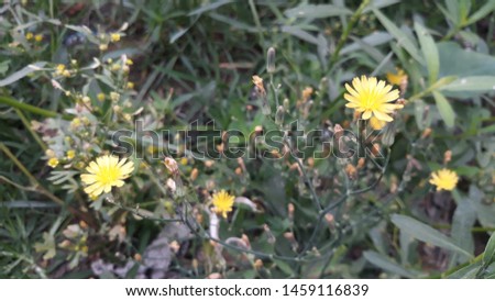 This is the picture of wild flowers.  This flower is generally grow in jungle area. This is Tiny shurb but this flower look veri beautiful as you see in the picture..