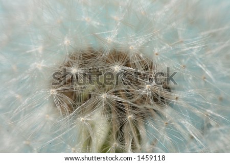closeup picture of dandelion