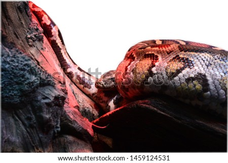 big snake anaconda, python, reptile