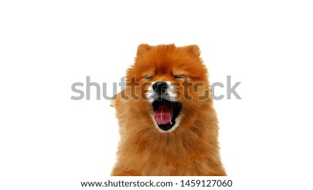 Cute Pomeranian brown color yawn  isolated on white background.