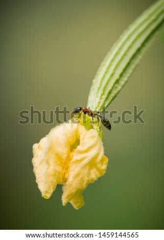 Fire ant on the edge of Ribbed gourd flower.