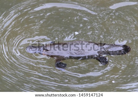 a platypus floating in  a creek on the Eungella National Park , Queensland, Australia 