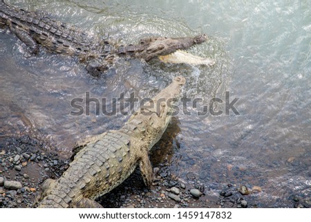 Large fighting american crocodiles, Crocodilus acutus, in the riverbanks of Tarcoles river, in Puntarenas province, Costa Rica. The bridge of Tarcoles is a very popular touristic destination.